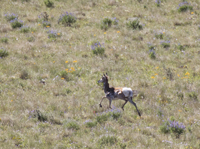 Pronghorn Antelope 6580